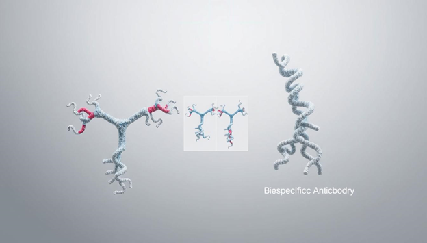 Bispecific vs Monoclonal Antibodies: Key Differences